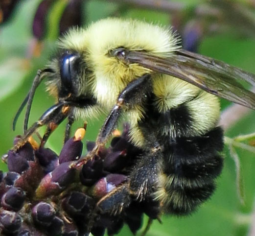 Two-spotted bumble bee (Bombus bimaculatus)